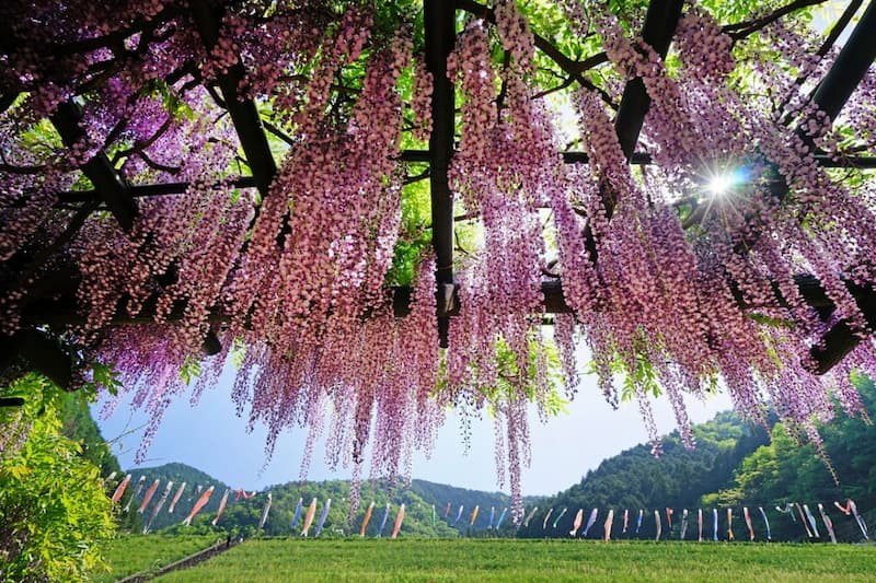 🌸 시라이 오마치 등나무 공원(시라이 오마치 후지코엔) 이미지 5